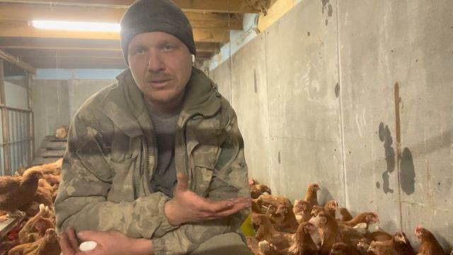 Плохая яйценоскость и канибализм у несушек. 6 правил для высокой яйценоскости круглый год. Мифы смотреть онлайн