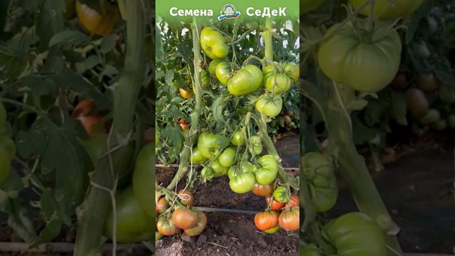 Невысокий томат дет с очень крупными плодами!