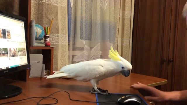 Какаду Кирюня, это не обычный попугай!?? Kakadu Kiryunya, this is no ordinary parrot for you. смотреть онлайн