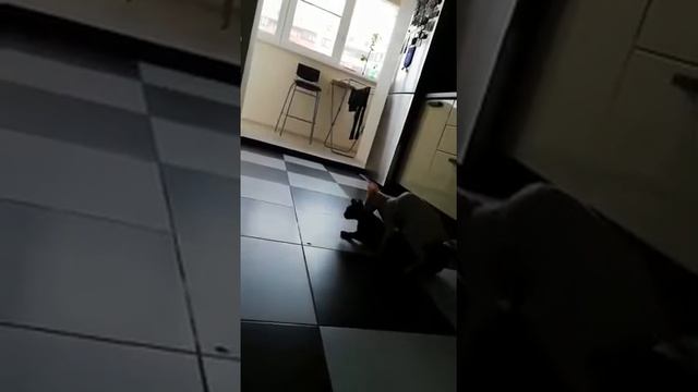 Васька альфа самец. Топчет где хочет. смотреть онлайн