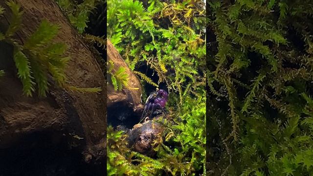 Содержание краба дома смотреть видео