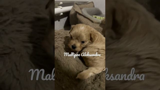 Мальтипу ф1 микро Корейские малыши смотреть онлайн