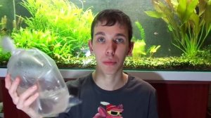 Как правильно перевозить аквариумных рыб Транспортировка аквариумных рыб