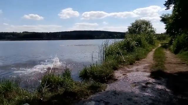 Лабрадор ретривер Байрон купается в озере смотреть онлайн