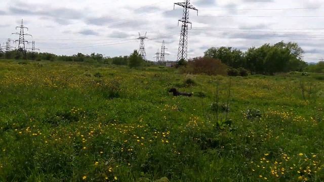 Прогулка с дратхааром, работа по японскому бекасу. смотреть онлайн