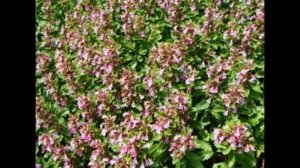 Дубровник обыкновенный   Teucrium chamedrys