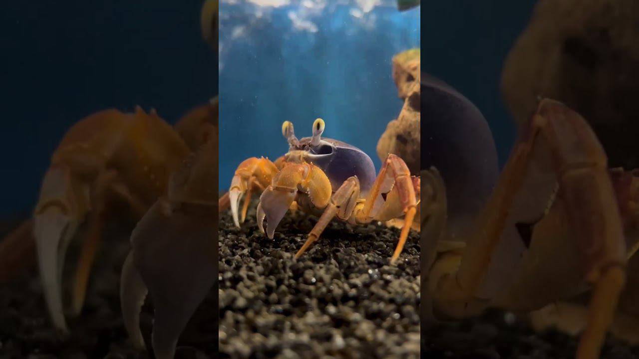 Краб пресноводный сине-красный в супермаркете «Аква Лого Сокол» #краб смотреть онлайн