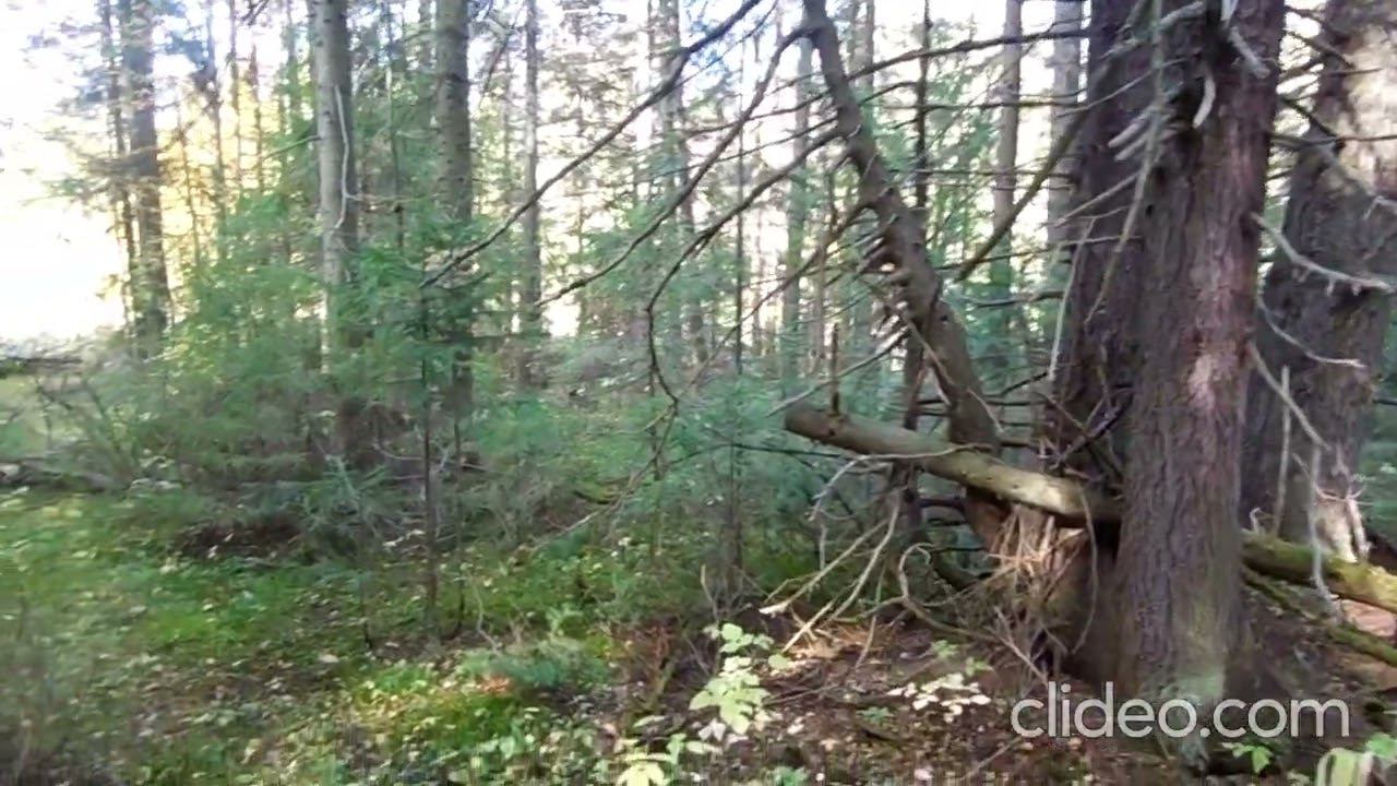 Кормим куницу. смотреть онлайн