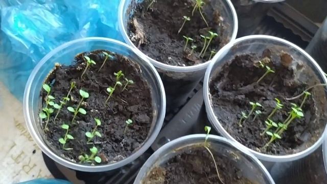 Подпорки для перца. Помогаем рассаде! смотреть онлайн