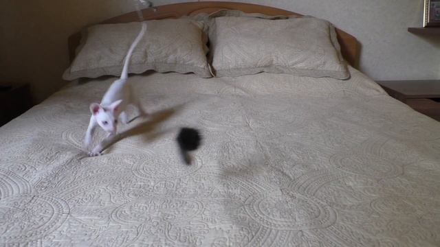 КОРНИШ РЕКС /Белый Мальчик С Голубыми Глазами смотреть онлайн