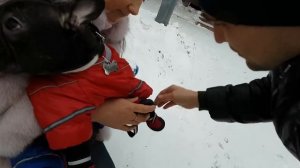 Одеваем обувь собаке