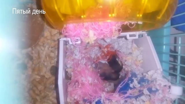 Новорожденные джунгарики. Первые 10 дней жизни. смотреть онлайн