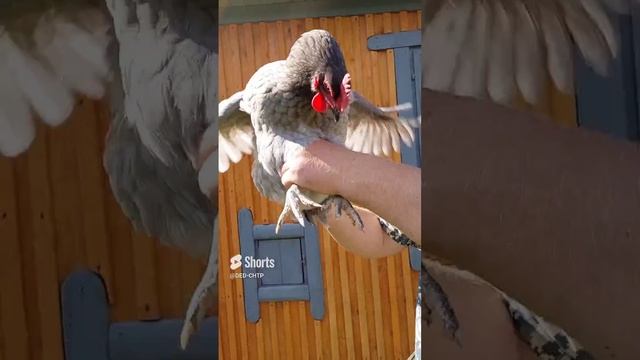 ЛУЧШИЕ КУРЫ В РОССИИ! У ДЕДА ЧТП! смотреть онлайн