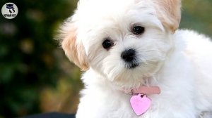 ✔ Мальтезе - не линяющая собака. Стоит ли завести эту породу, решайте, посмотрев это видео