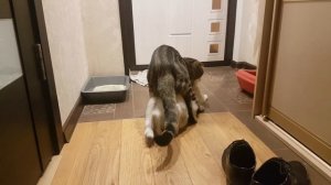 Вязка шотландский вислоухий и кошка Соня