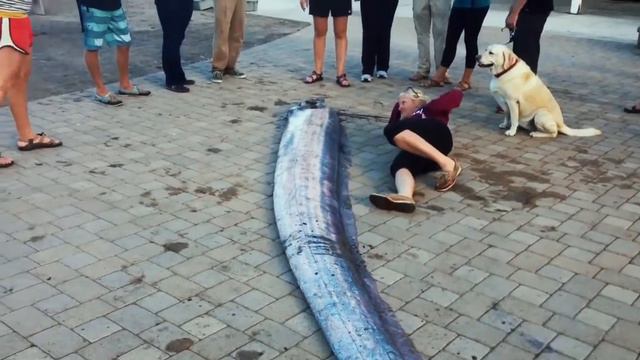 10 САМЫХ АНОМАЛЬНО БОЛЬШИХ ЖИВОТНЫХ ПЛАНЕТЫ ЭТО ШОК смотреть онлайн