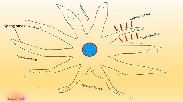 Contractile Vacuole Working Mechanism | Animation & Live Video смотреть онлайн