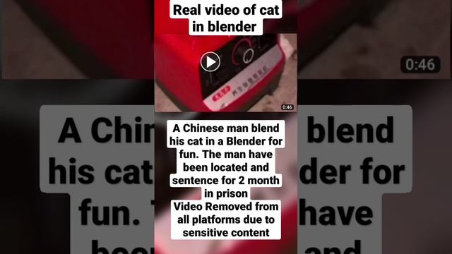 Real video of cat in blender on Twitter | removed from everywhere смотреть онлайн