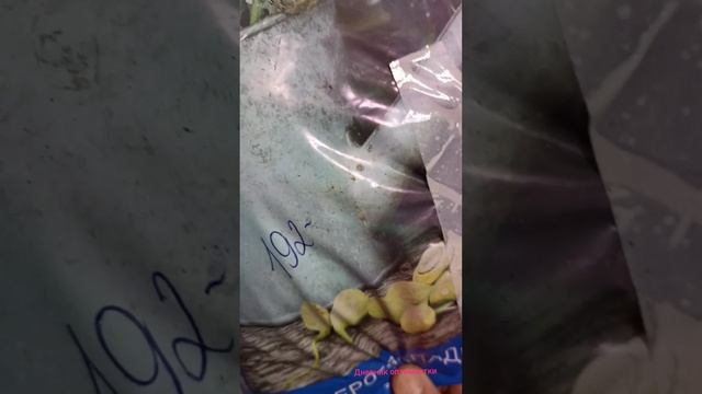 ВЫБИРАЮ ГРУНТ В МАГАЗИНЕ смотреть онлайн