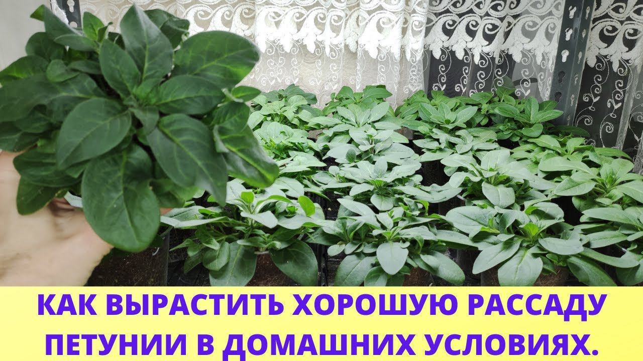 От этого Петуния растет как на дрожжах. Петуния из семян. Вегетативная петуния. Обзор в феврале. смотреть онлайн