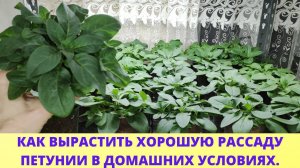 От этого Петуния растет как на дрожжах. Петуния из семян. Вегетативная петуния. Обзор в феврале.