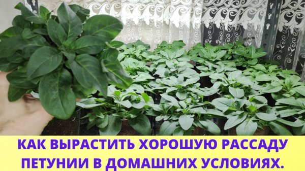 От этого Петуния растет как на дрожжах. Петуния из семян. Вегетативная петуния. Обзор в феврале.