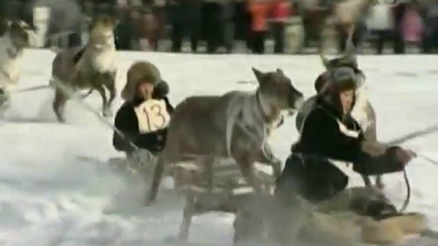 Оленеводы съехались на Праздник Севера смотреть онлайн