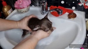 купаем первый раз щенка чихуахуа