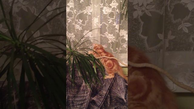 Эмельен ест пальму смотреть онлайн