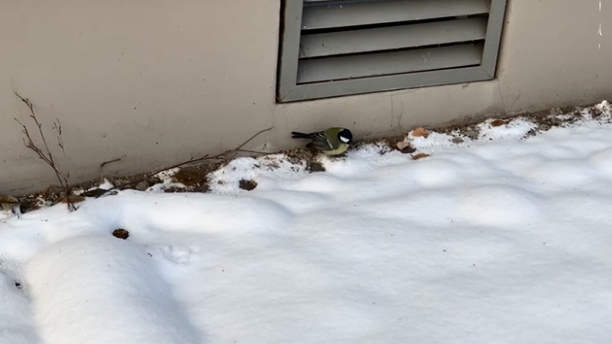 Синичка ищет корм смотреть онлайн