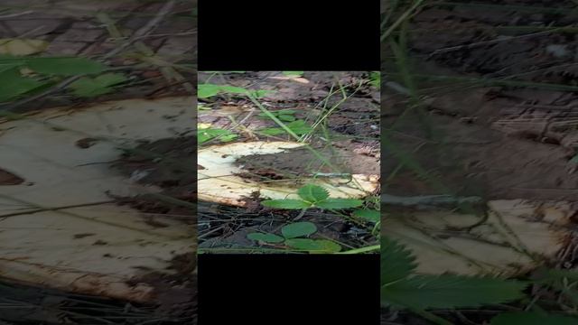 1000002890.mp4 смотреть онлайн