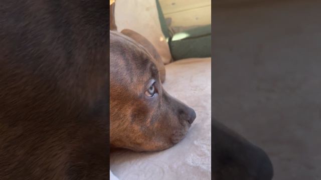 Дай ,Джим ,на счастье лапу мне 😃Читаю Амстаффу 😻 смотреть онлайн