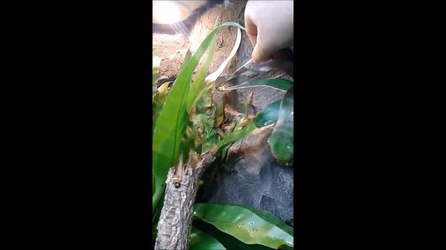 Gonocephalus chamaeleontinus: Bethari смотреть онлайн