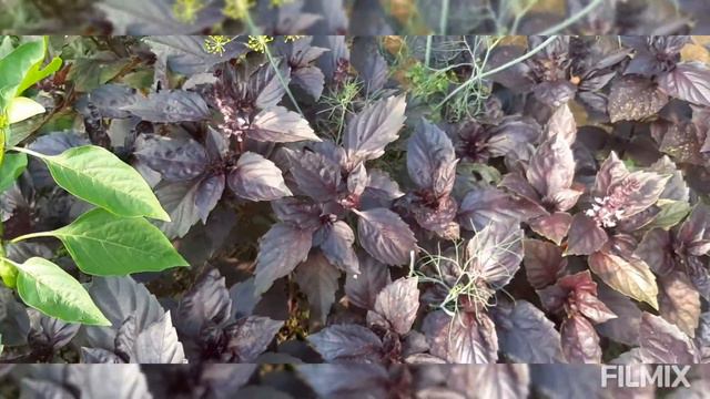 Когда сушить базилик?