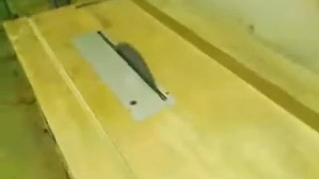 Видео0006 смотреть онлайн