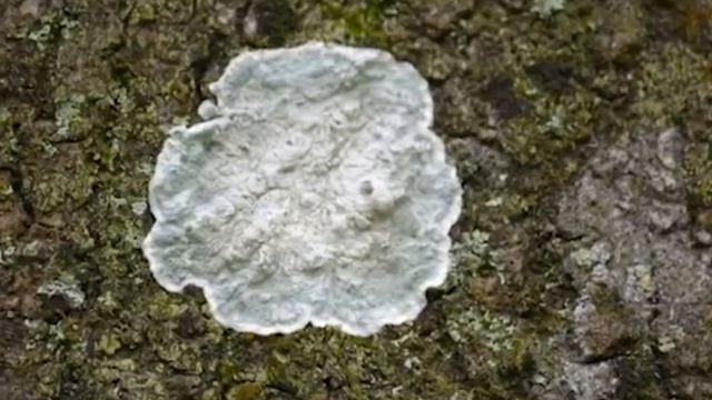 Lichen Check смотреть онлайн