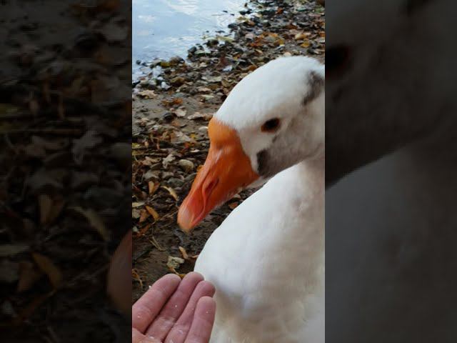 #живаяприрода #гуси #природавокруг смотреть онлайн