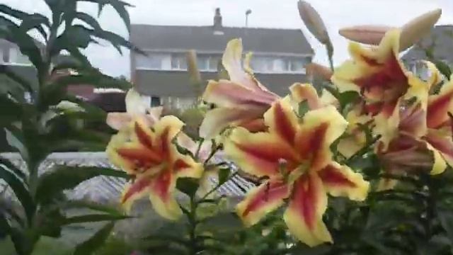 Tree lilies смотреть онлайн