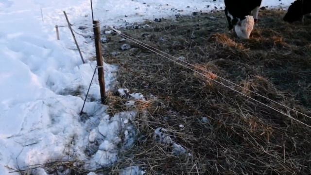 Погода решила над нами поиздеваться. Электропастух зимой - это полная ерунда. смотреть онлайн