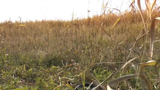 Неспешный коп и рыбалка смотреть онлайн