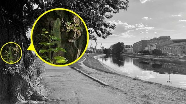 Find the hidden animal in the city | Can you find all the hidden animals? смотреть онлайн