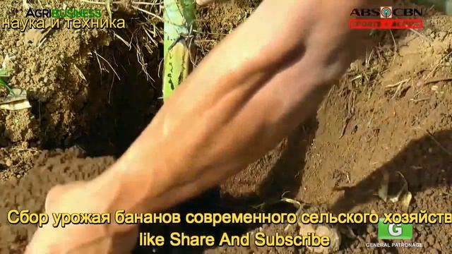 Сбор урожая бананов современного сельского хозяйства смотреть онлайн