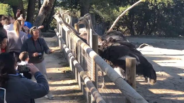 Кормим страусов с детьми в Сафари Айтана смотреть онлайн