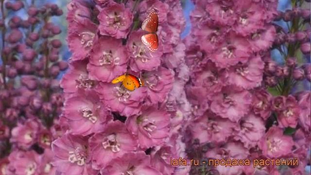 Дельфиниум высокий Дельфис Пинк Пауэ ? обзор: как сажать, саженцы дельфиниума Дельфис Пинк Пауэ смотреть онлайн