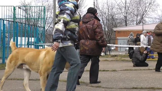 Выставка среднеазиатских овчарок ранга ПК, г. Дмитров (25.04.2015 г.) смотреть онлайн