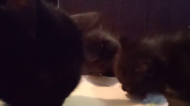 первый прикорм, желток, молоко и подсолнечное масло! смотреть онлайн