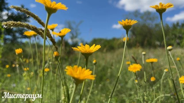 Дни СИЛЫ в ИЮЛЕ 2023. Самые благоприятные дни месяца. смотреть онлайн