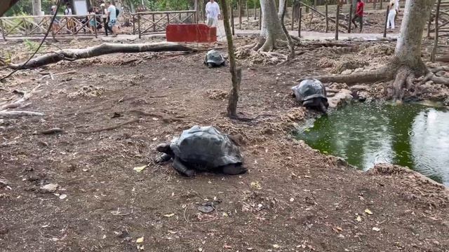 Zanzibar/Занзибар /исчезающий остров/Накупенда/Nakupenda beach/prison island/wakacje Zanzibar смотреть онлайн