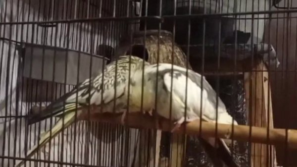 Cocktail Parrots || Singing Cocktail Supercut || 2022 || Cocktail Birds Mating ||