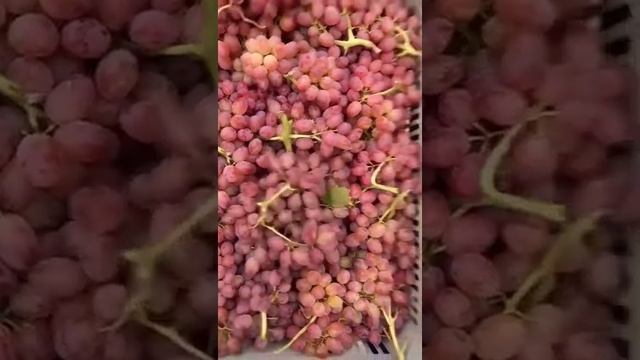 ВИНОГРАД ? СОРТ ТАЙФИ, МАЛИНА БЕЛОРЕЧЕНСКАЯ И БАКДАЖАН ИРАН ?? ФРУКТЫ ОВОЩИ ЯГОДЫ ОТ МАРЧЕНКО смотреть онлайн